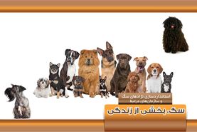 سگ، بخشی از زندگی

