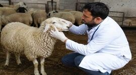 راهکارهای طلایی شناسایی دام ضعیف قبل از زمستان