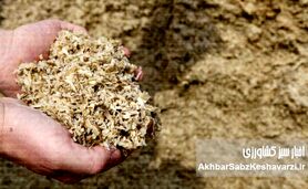 نجات مرغداری از بحران نهاده؟ لارو مگس سرباز وارد جیره شد