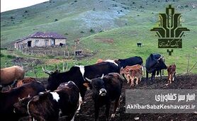 از دل کوه تا اوج تولید؛ نقش بانک کشاورزی در پایداری دامپروری ایران