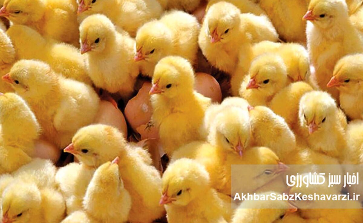 جوجه‌هایی که قربانی سیاست شدند؛ وقتی سرکوب قیمت، تولید را به چاه می‌اندازد

