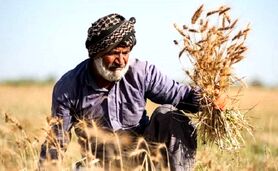 گندمکاران حتما بخوانند/ تغییر نحوه پرداخت مطالبات گندمکاران

