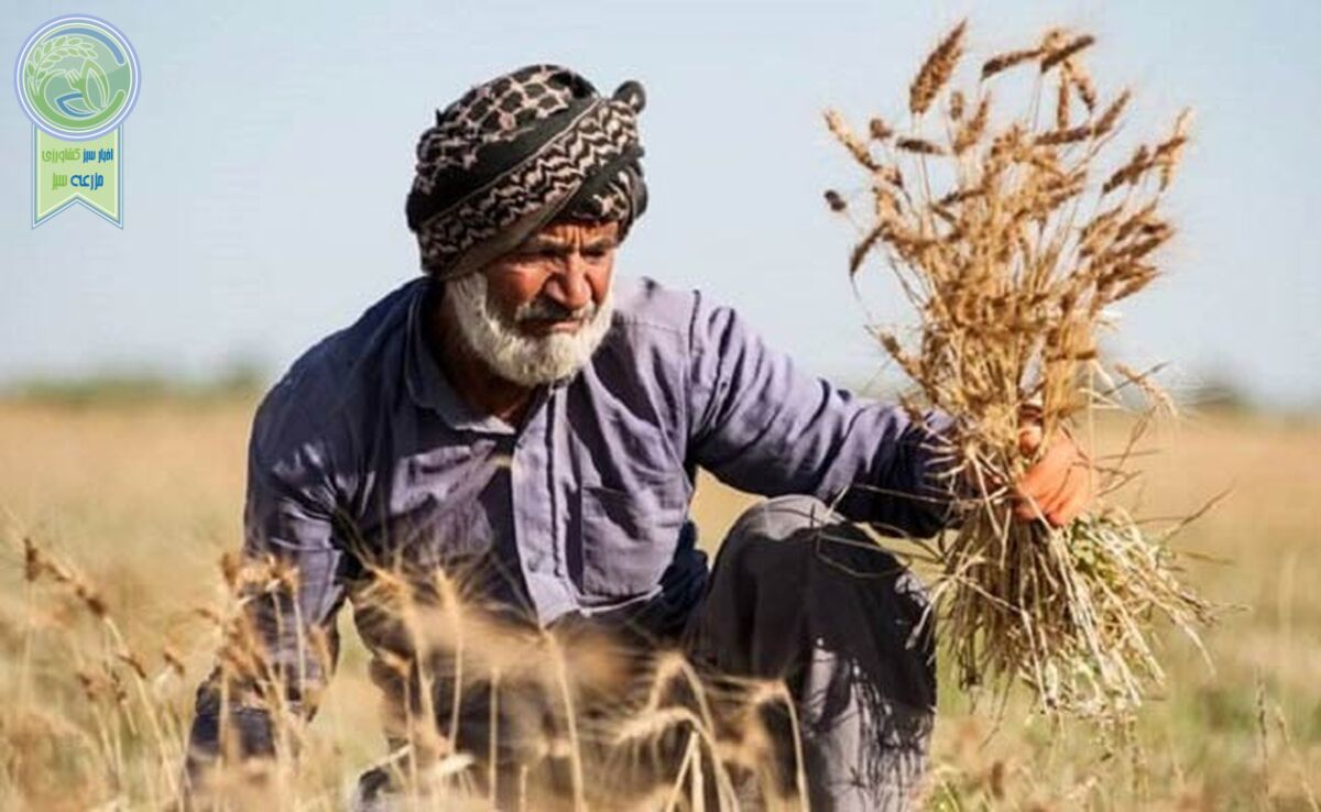 گندمکاران حتما بخوانند/ تغییر نحوه پرداخت مطالبات گندمکاران

