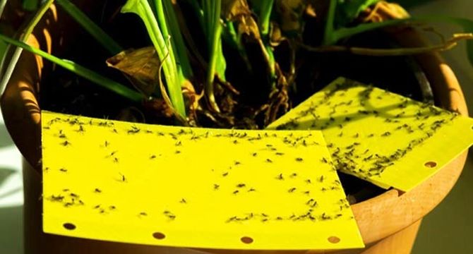 آشنایی با کارت‌های رنگی برای کنترل بیولوژیک حشرات+ فیلم

