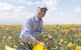 گیاه گلرنگ بومی ایران و مقاوم به تنش‌های آبی+ ویدئو

