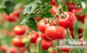 آفات گوجه‌فرنگی را بشناسید؛ راهنمای مقابله با مهم‌ترین تهدیدهای مزارع در تابستان

