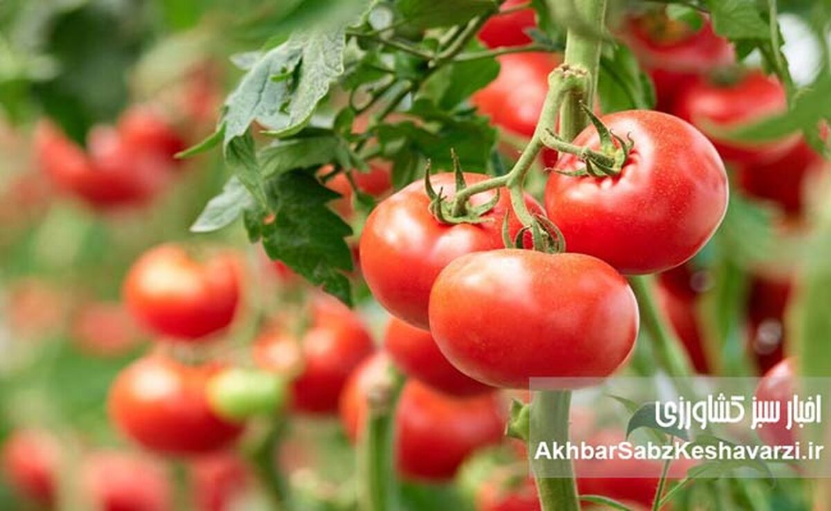 آفات گوجه‌فرنگی را بشناسید؛ راهنمای مقابله با مهم‌ترین تهدیدهای مزارع در تابستان

