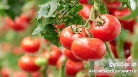 شناسایی آفات گوجه‌فرنگی