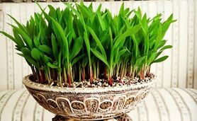 کاشت سبزه عید با هسته خرما+نکات مهم

