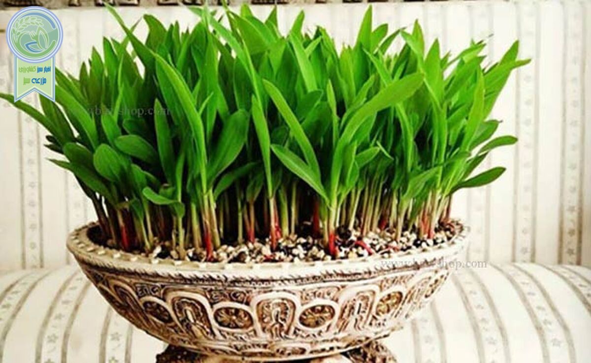 کاشت سبزه عید با هسته خرما+نکات مهم

