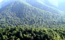 رشد ۱۵ درصدی مساحت جنگل های ایران

