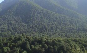 رشد ۱۵ درصدی مساحت جنگل های ایران

