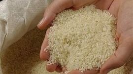 تکرار استراتژی چای دبش در بازار برنج