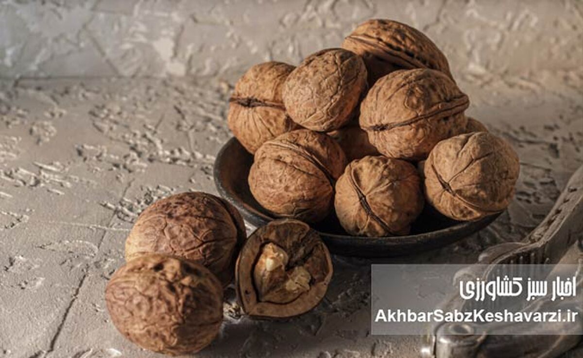 گردو بخورید تا پوکی استخوان نگیرید