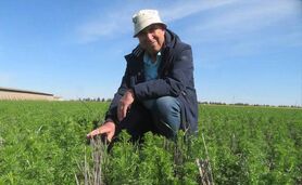 سیاه‌دانه؛ طلای سیاه کشاورزی پایدار با روش‌های بی‌خاک‌ورزی+ ویدئو

