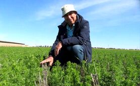 سیاه‌دانه؛ طلای سیاه کشاورزی پایدار با روش‌های بی‌خاک‌ورزی+ ویدئو

