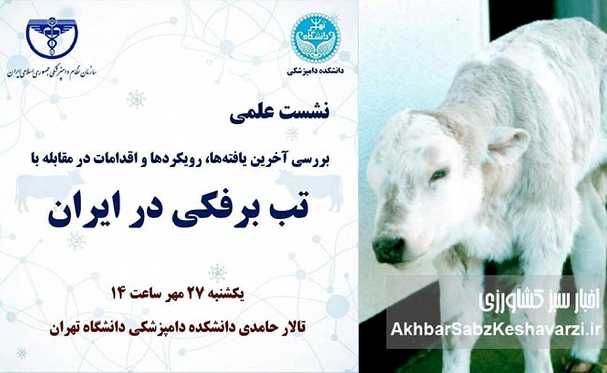تب برفکی در ایران؛ وقتی دام‌ها می‌میرند و وزیر درگیر پس گرفتن امضاهای استیضاح است