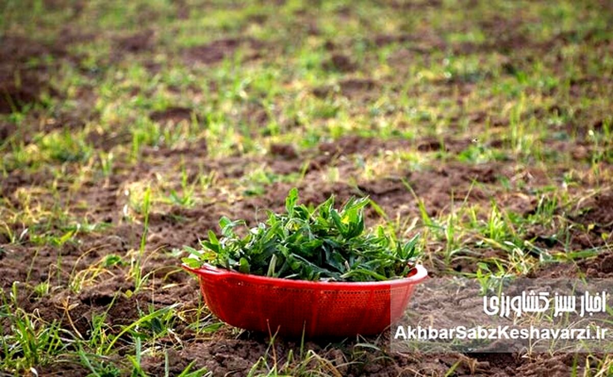 چرا گیاهان بومی دوباره به سفره ایرانی برمی‌گردند؟