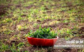 چرا گیاهان بومی دوباره به سفره ایرانی برمی‌گردند؟
