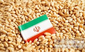 گندم ۴۰ هزار تومانی؛ طوفان تورمی که از مزرعه به سفره می‌رسد