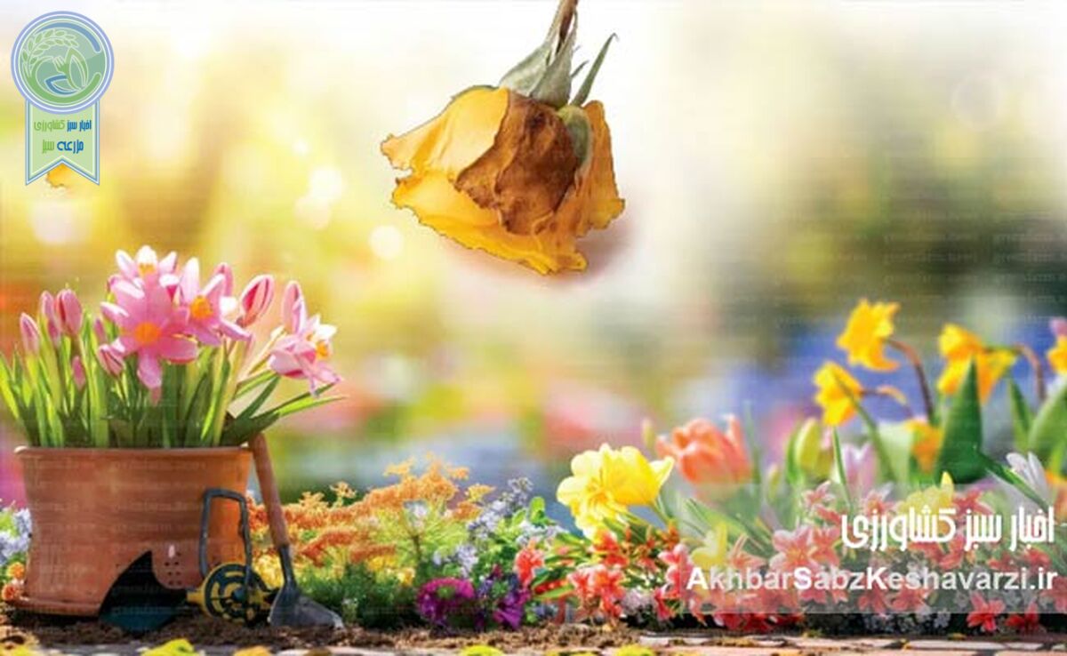مدیریت عوامل بیماری‌زا در گل‌های شاخه بریده