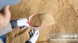 بازار سویا در آستانه تحول؛ از انحصار واردات تا ضرورت تأمین ۲.۴ میلیون تن دانه و کنجاله