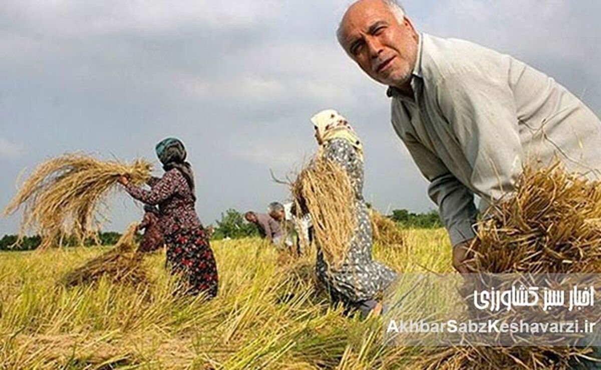 سیاست‌های غلط در واردات برنج؛ فشار مضاعف بر شالیکاران
