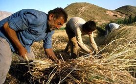 کشت قراردادی، کشاورزان را به باد داد


