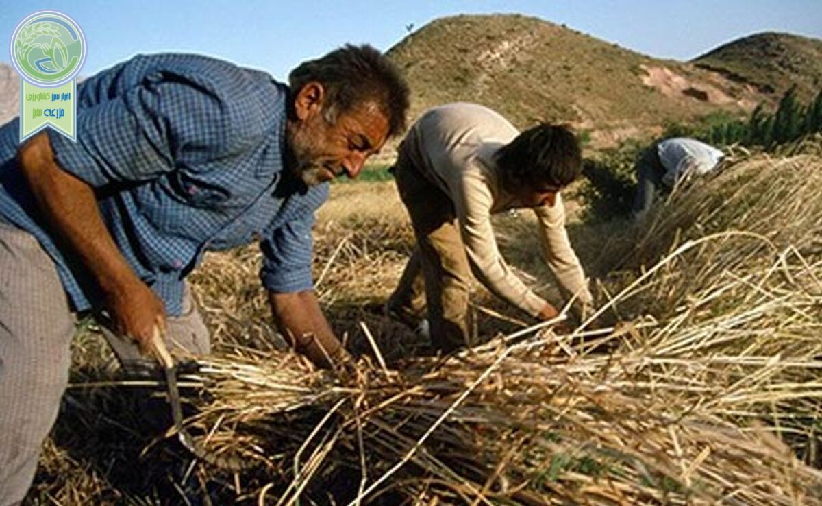 کشت قراردادی، کشاورزان را به باد داد

