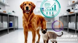 سگ و گربه شما دقیقاً چه تغذیه‌ای نیاز دارند؟ پاسخ علمی یک کارشناس تغذیه دام