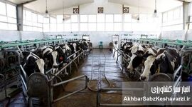 فاجعه در کشت و صنعت مغان؛ تلف دام‌ها و فروپاشی مدیریتی در وزارت جهاد کشاورزی