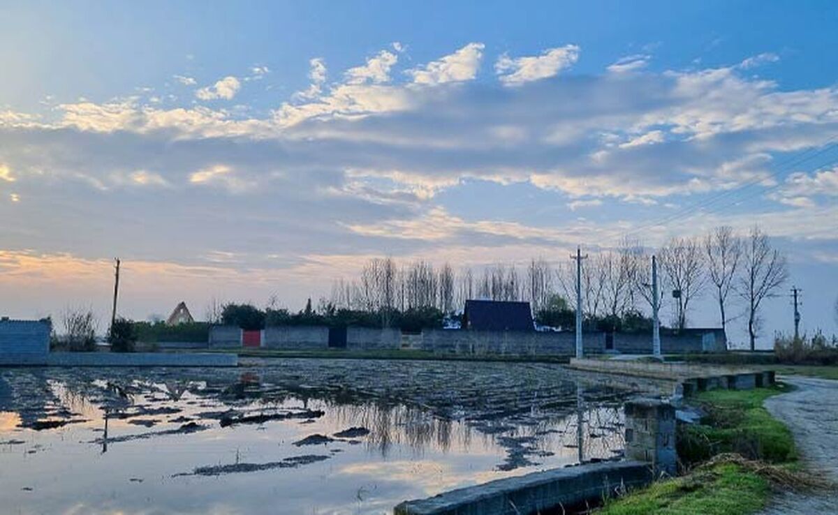 شالیزارهای ویران مازندران

