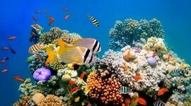 حفاظت از آبزیان در خطر انقراض؛ نبردی برای نجات تنوع زیستی