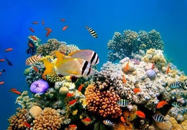 حفاظت از آبزیان در خطر انقراض؛ نبردی برای نجات تنوع زیستی