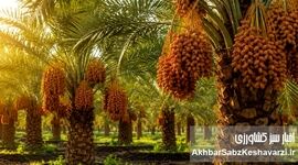 چرا بسیاری از نخل‌ها و باغ‌ها با وجود هزینه بالا، بازده مطلوب ندارند؟
