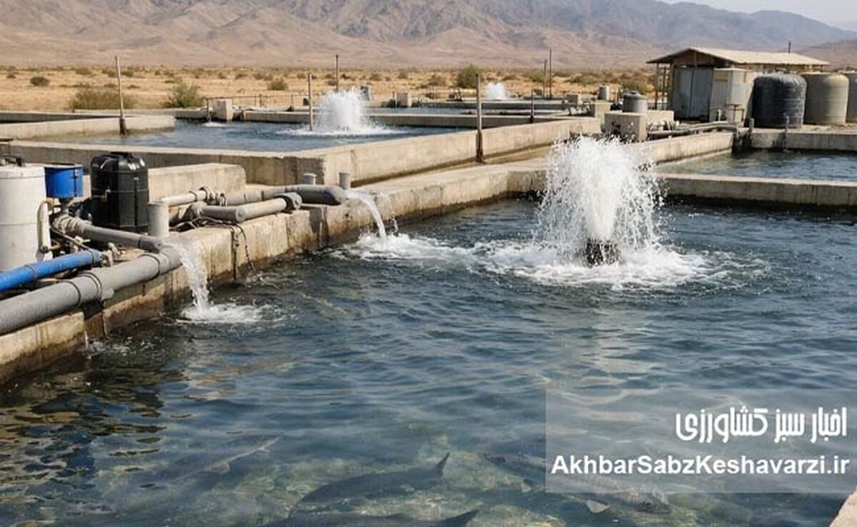 تکثیر مجدد تاسماهی ایرانی دریایی؛ جهش بزرگ در احیای ذخایر