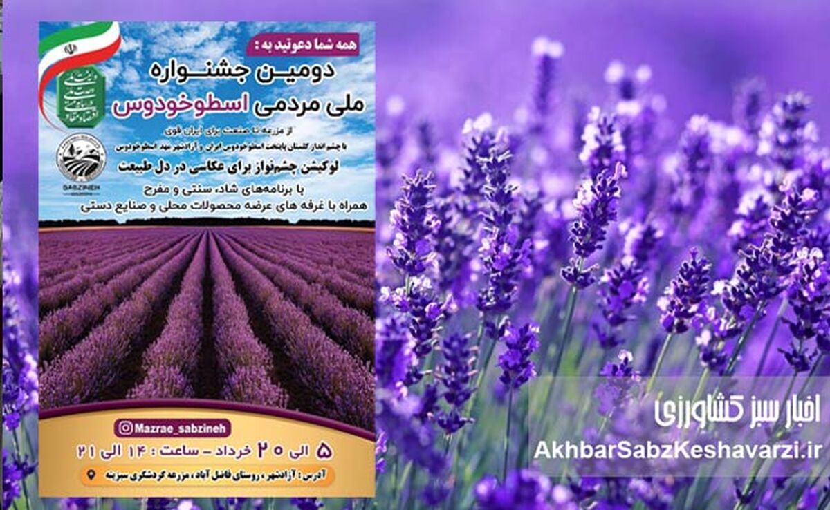 جشنواره ملی اسطوخودوس؛ سفر به بنفش‌ترین مزرعه ایران در آزادشهر