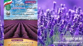 جشنواره ملی اسطوخودوس؛ سفر به بنفش‌ترین مزرعه ایران در آزادشهر