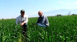 کشت روی بسترهای بلند؛ راه‌حلی برای نجات مزارع از ماندابی و کاهش مصرف آب+ ویدئو


