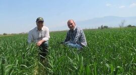 کشت روی بسترهای بلند؛ راه‌حلی برای نجات مزارع از ماندابی و کاهش مصرف آب+ ویدئو


