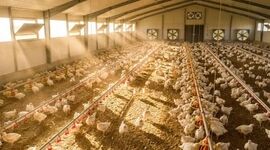 راهکارهای مدیریت افزایش آمونیاک در سالن مرغداری در فصل پاییز 