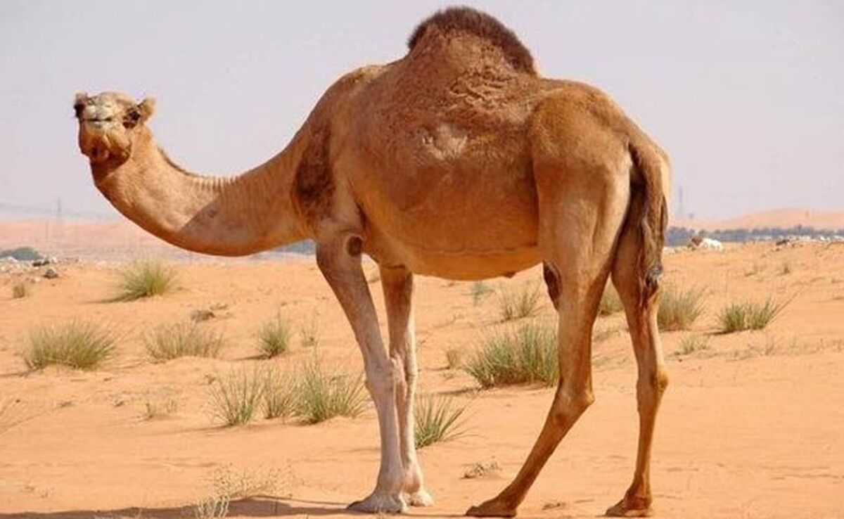 توزیع سالانه ۵ هزار تن گوشت شتر به بازار کشور

