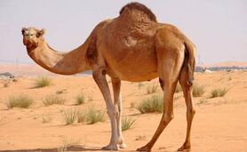 توزیع سالانه ۵ هزار تن گوشت شتر به بازار کشور

