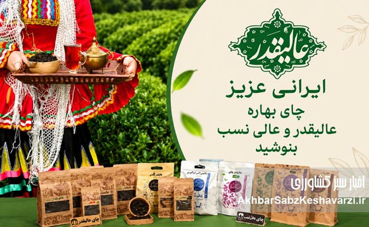 کشاورز چایکار فومنی، تنها در صنعت چای+ویدئو