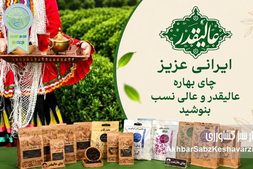 کشاورز چایکار فومنی، تنها در صنعت چای+ویدئو