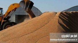 مافیای «واردات گندم»: سناریوی تکراری یا نیاز واقعی کشور؟