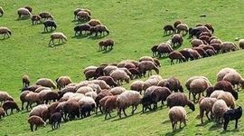 مرتعداران در سامانه «سمطا» ثبت‌نام کنند

