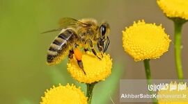 فرصت طلایی برای علاقه‌مندان به زنبورداری در دماوند؛ (دوره رایگان+جزئیات)