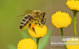 فرصت طلایی برای علاقه‌مندان به زنبورداری در دماوند؛ (دوره رایگان+جزئیات)