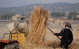 انبارها مملو از جو وارداتی و جوکاران دستشان خالی

